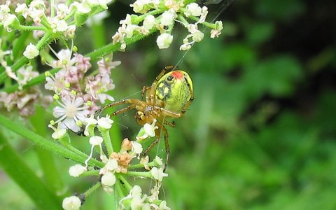 Araignée courge - Araniella cucurbitina