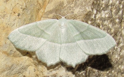 Papillons - Céladon - Campaea margarita - Femelle