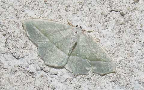 Papillons - Celadon - Campaea margarita - Male