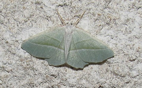 Papillons - Céladon - Campaea margarita - Mâle