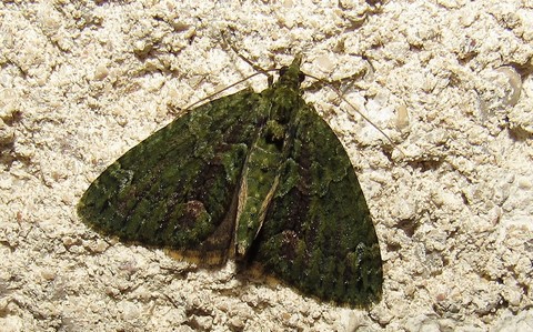 Papillons - Cidarie à bandes vertes - Chloroclysta siterata