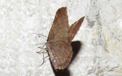 Papillons - Cidarie baie - Earophila badiata