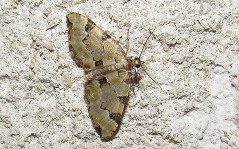 Papillons -La cidarie verdâtre - Colostygia pectinataria