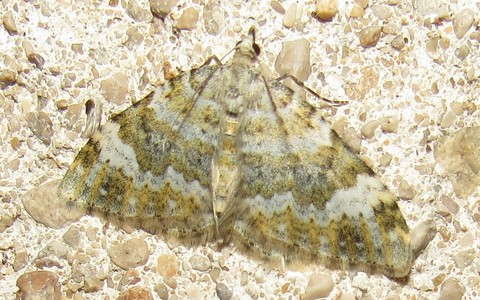 Papillons - Coenotephria sp.