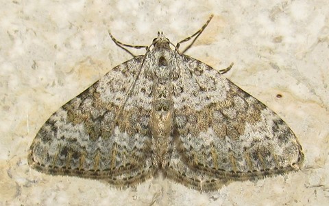 Papillons - Coenotephria sp
