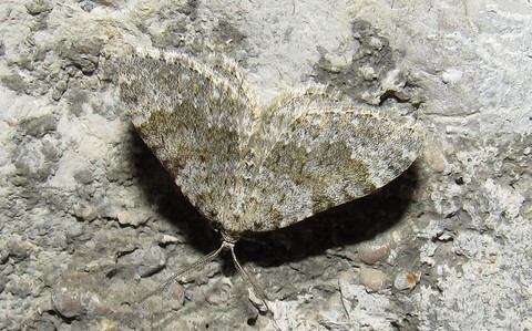 Papillons - Coenotephria sp. - Mâle