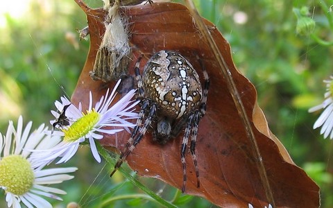 Epeire diadème - Araneus diadematus