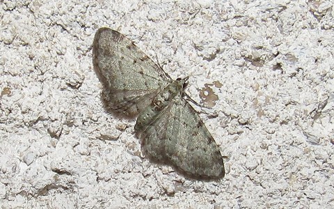 Papillons - Eupithecia sp.