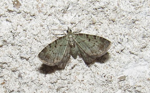 Papillons - Eupithecia sp.