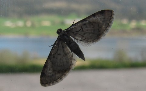 Papillons - Papillons - Eupithécie des résineux - Eupithecia tantillaria