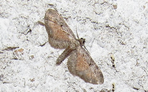Papillons - Eupithécie frappée - Eupithecia icterata