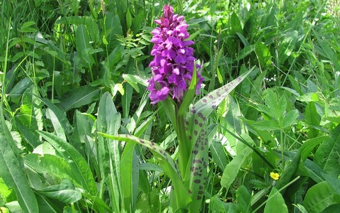 Orchis a larges feuilles - Dactylorhiza majalis