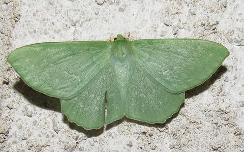 Papillons - Grande naiade - Geometra papilionaria 