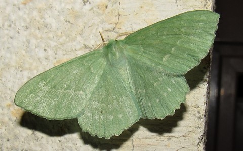Papillons - Grande naiade - Geometra papilionaria 