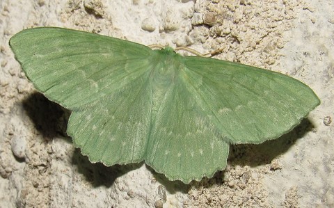 Papillons - La grande naiade - Geometra papilionaria 