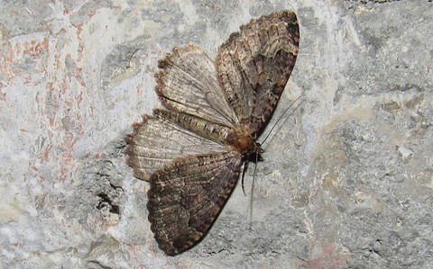 Papillons - L'incertaine - Triphosa dubitata