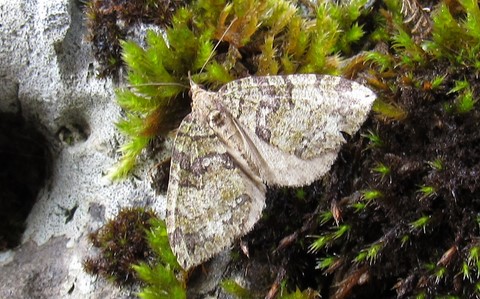 Papillons - La larentie lavée - Hydriomena furcata