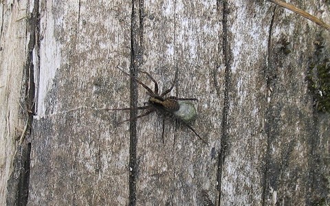 Araignée patineuse - Pisauridae
