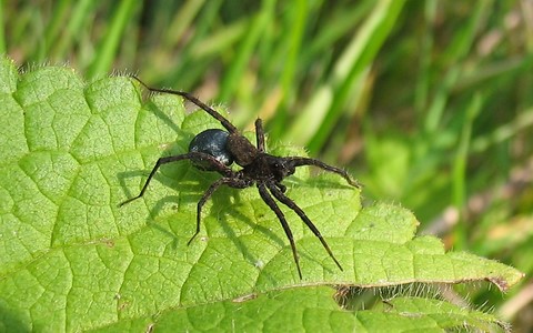 Araignée patineuse - Pisauridae