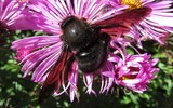 L'abeille charpentière