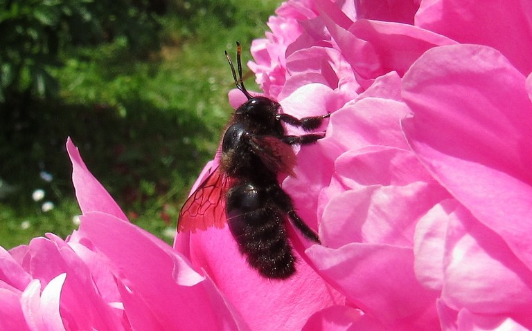 Xylocope violet - Xylocopa violacea