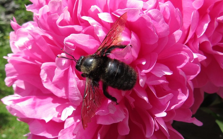 Xylocope violet - Xylocopa violacea