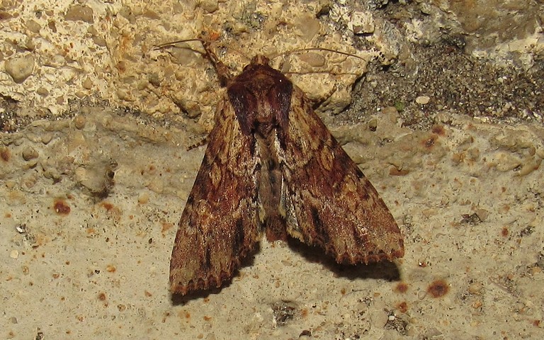Papillons - L'abromiade ochracée - Apamea sublustris