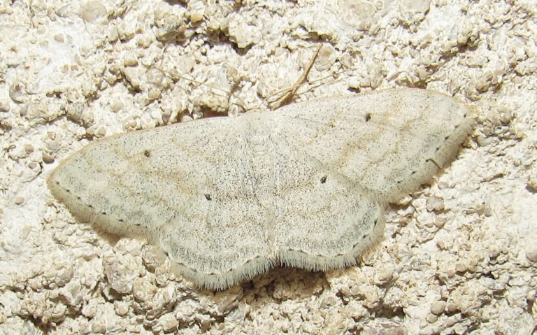 Papillons - Acidalie des pâturages - Scopula immutata