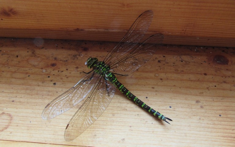 26 août 2026 Libellules - Aeschné bleue - Aeshna cyanea