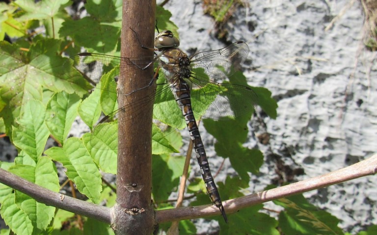 Libellules - Aeschné mixte - Aeshna mixta - Femelle