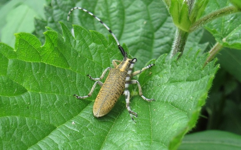 02 juin 2026 Agapanthie à pilosité verdatre - Agapanthia villosoviridescens