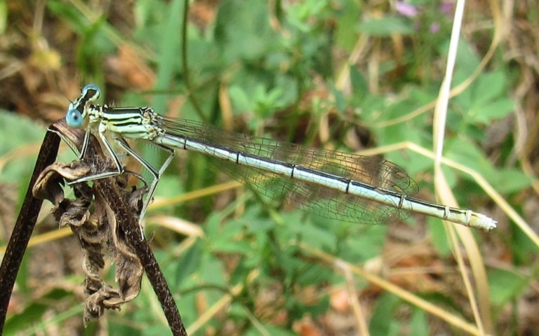 Libellules - Agrion à larges pattes - Platycnemis pennipes