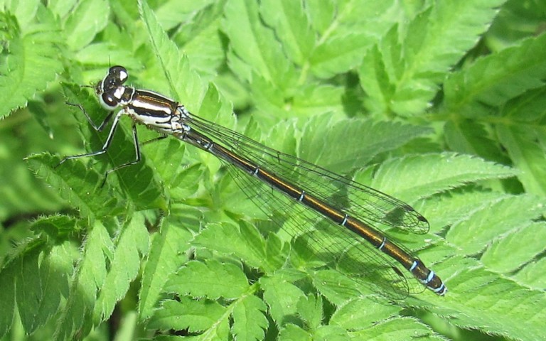 31 mai 2026 Libellules - Agrion de mercure - Coenagrion mercuriale