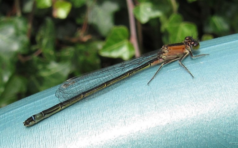 Libellules - coenagrionides - Agrion élégant - Ischnura elegans - Femelle