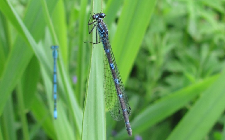 Agrion joli - Coenagrion pulchellum