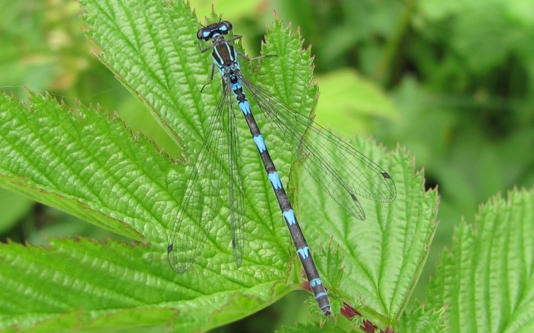 Agrion joli - Coenagrion pulchellum