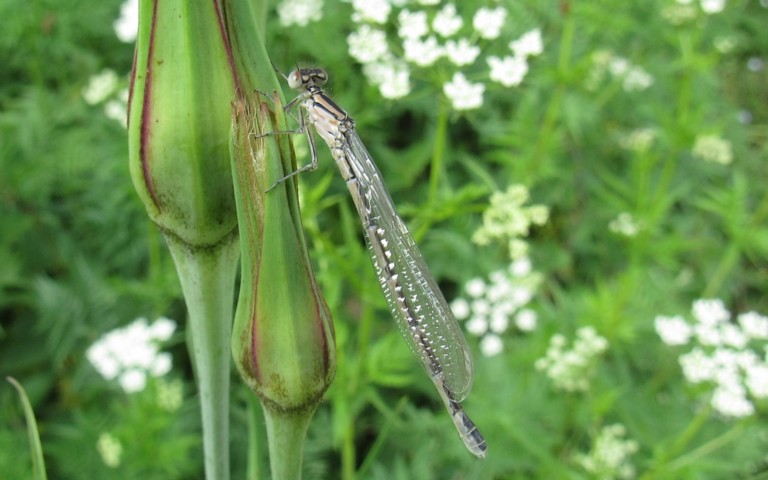 07 juin 2026 Libellules - Agrion porte coupe - Enallagma cyathigerum - femelle