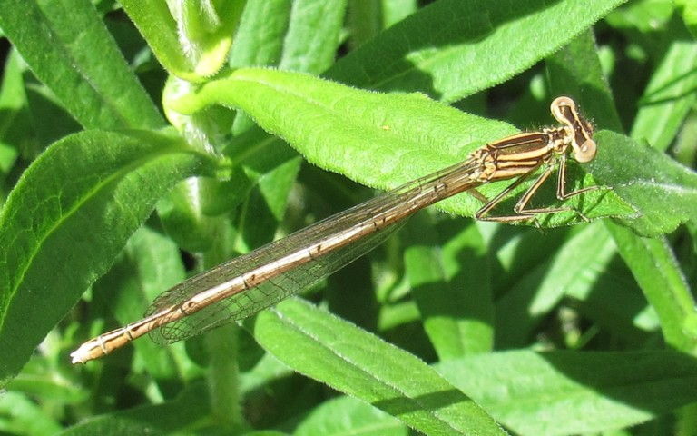 07 juin 2026 Libellules - Agrion porte coupe - Enallagma cyathigerum - femelle