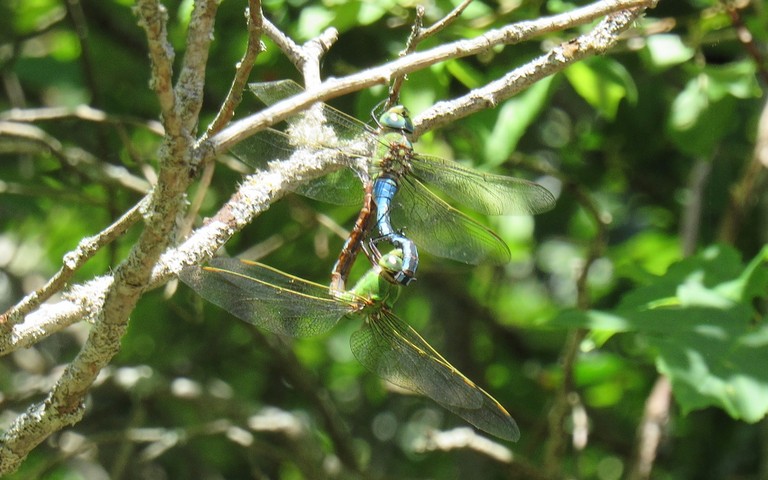 Anax empereur - Anax imperator - couple