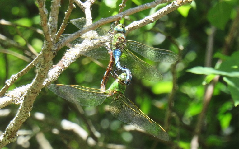 Libellules - Anax empereur - Anax imperator - couple