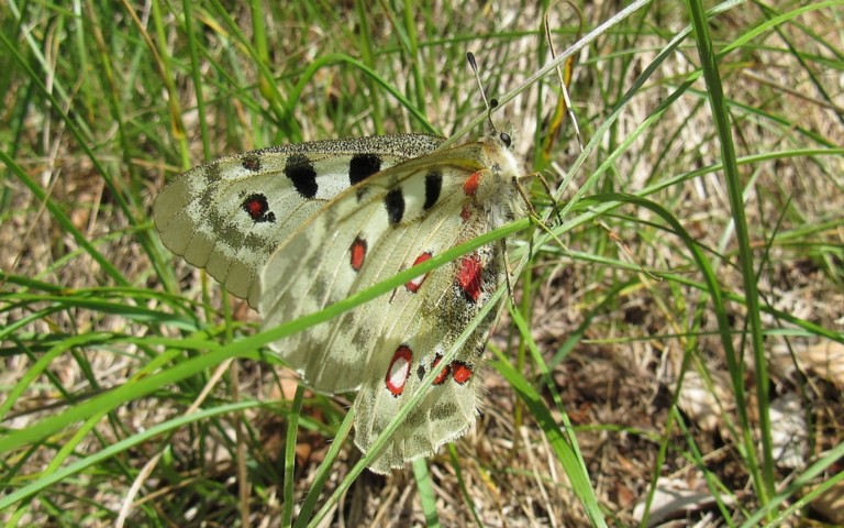 Papillons - Apollon - Parnassius apollo