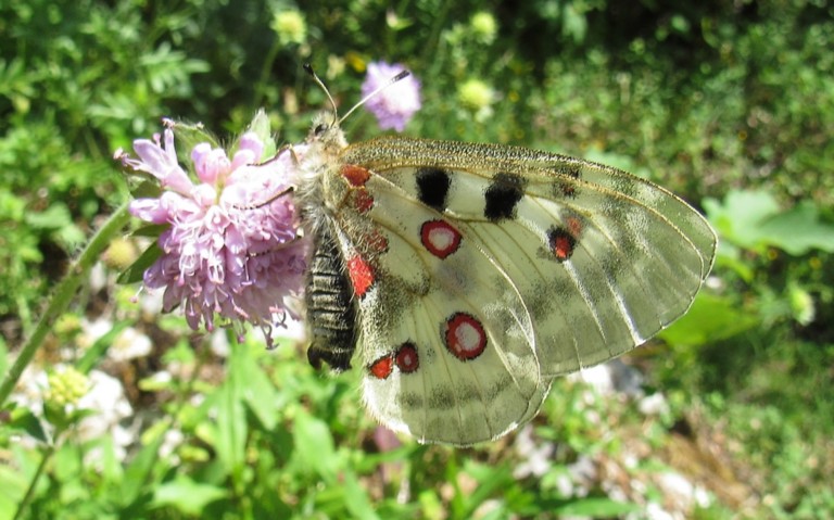 Papillons - Apollon - Parnassius apollo