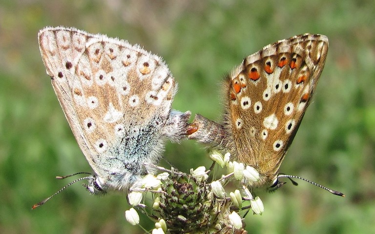 Papillons - Argus bleu nacré - Lysandra coridon - Couple