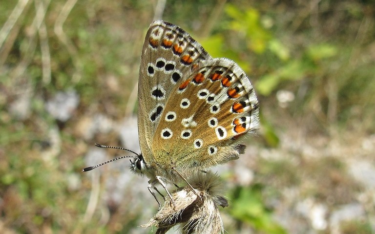 Papillons - Argus bleu nacré - Lysandra coridon - femelle
