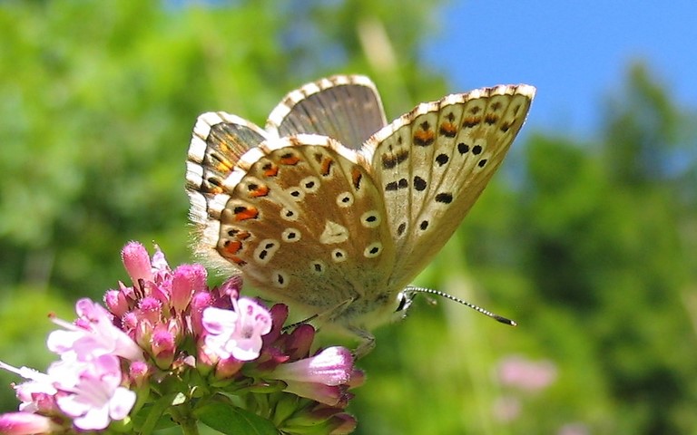 Papillons - Argus bleu nacré - Lysandra coridon - femelle