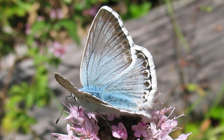 Papillons - Argus bleu nacré - Lysandra coridon - Mâle