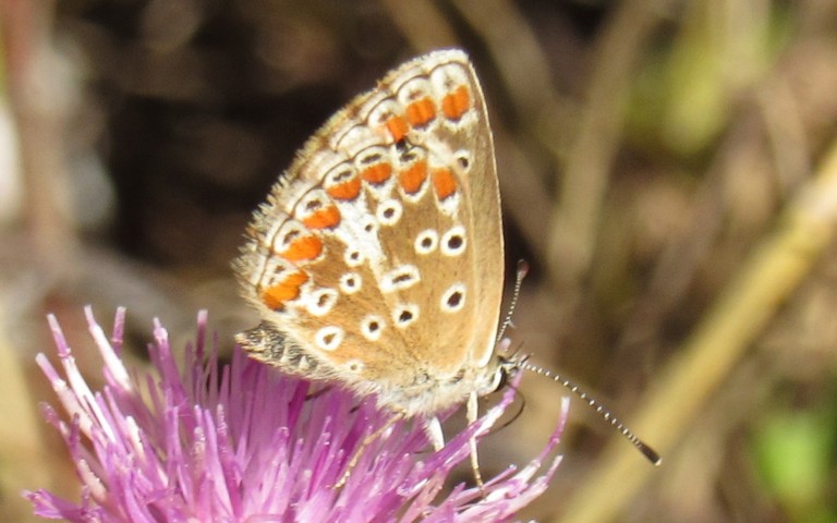 Papillons - L'argus de l’hélianthème - Aricia artaxerxes