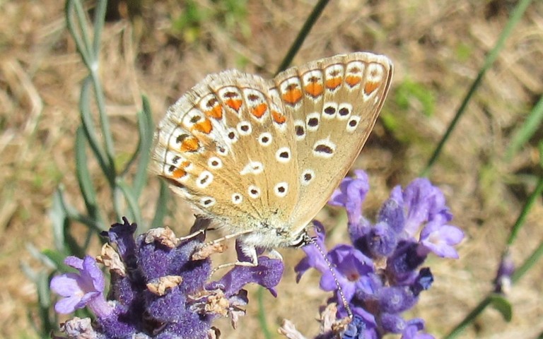 Papillons - L'argus de l’hélianthème - Aricia artaxerxes