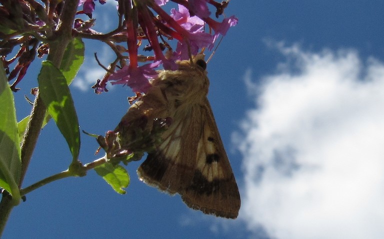 Papillons - L'armigère - Helicoverpa armigera
