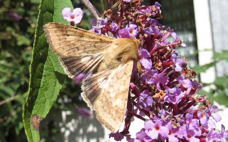 Papillons - L'armigère - Helicoverpa armigera